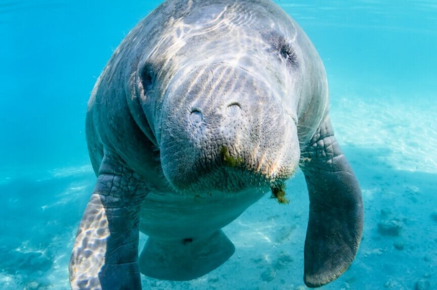 A West Indian manatee looking straight ahead at the reader
