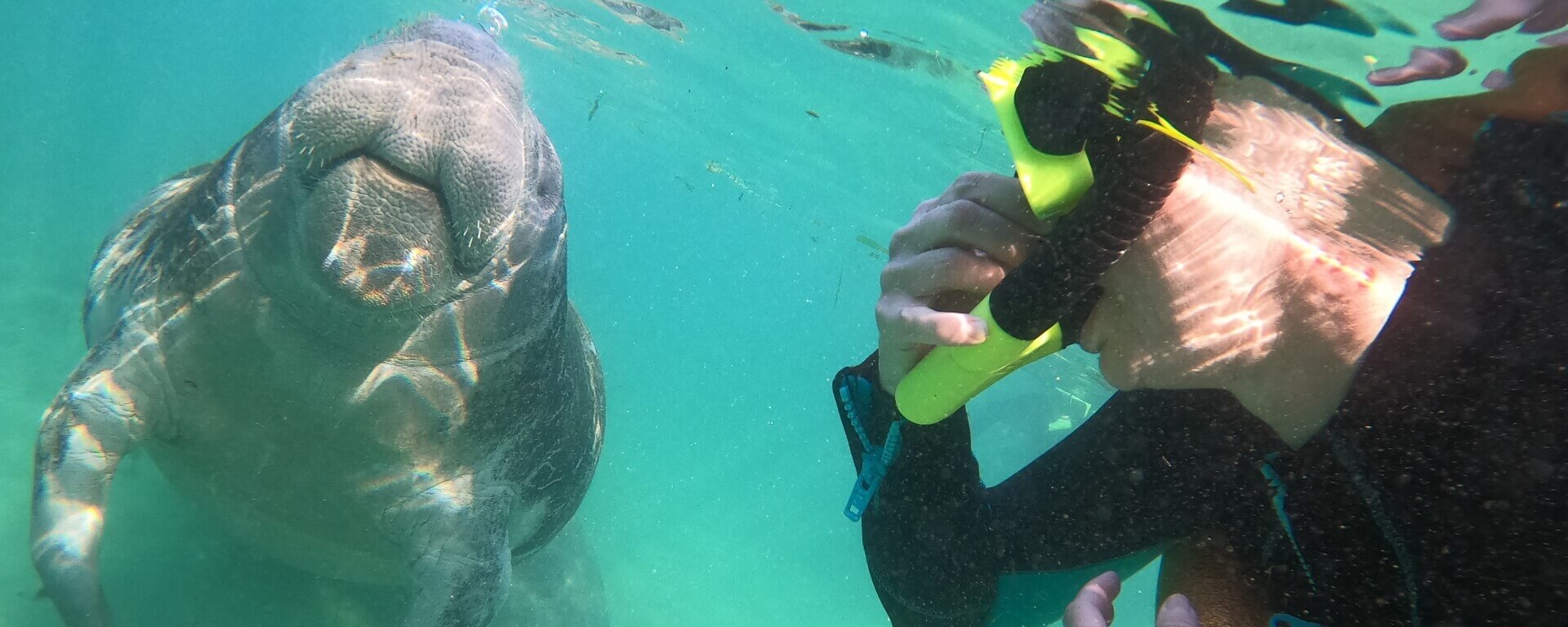 A person that is snorkeling beside a manatee adjusts their snorkel gear in Crystal River, Florida