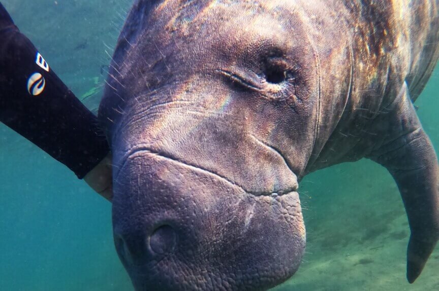Up close photo of an West Indian manatee in Crystal River, Florida