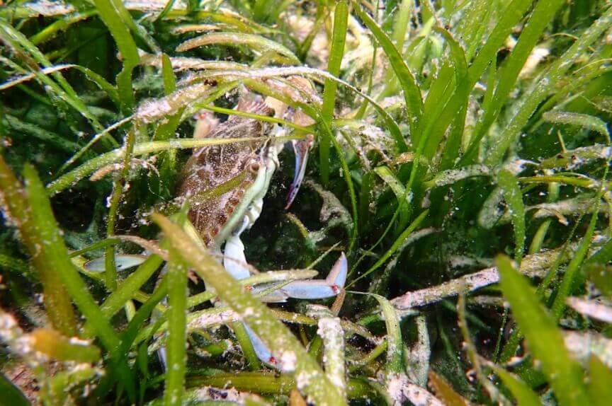 A small crab is spotted in a clump of eelgrass
