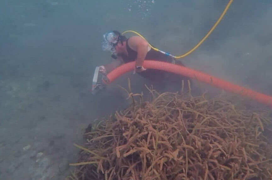 Crystal River conservationist removes Lyngbya from the sea floor
