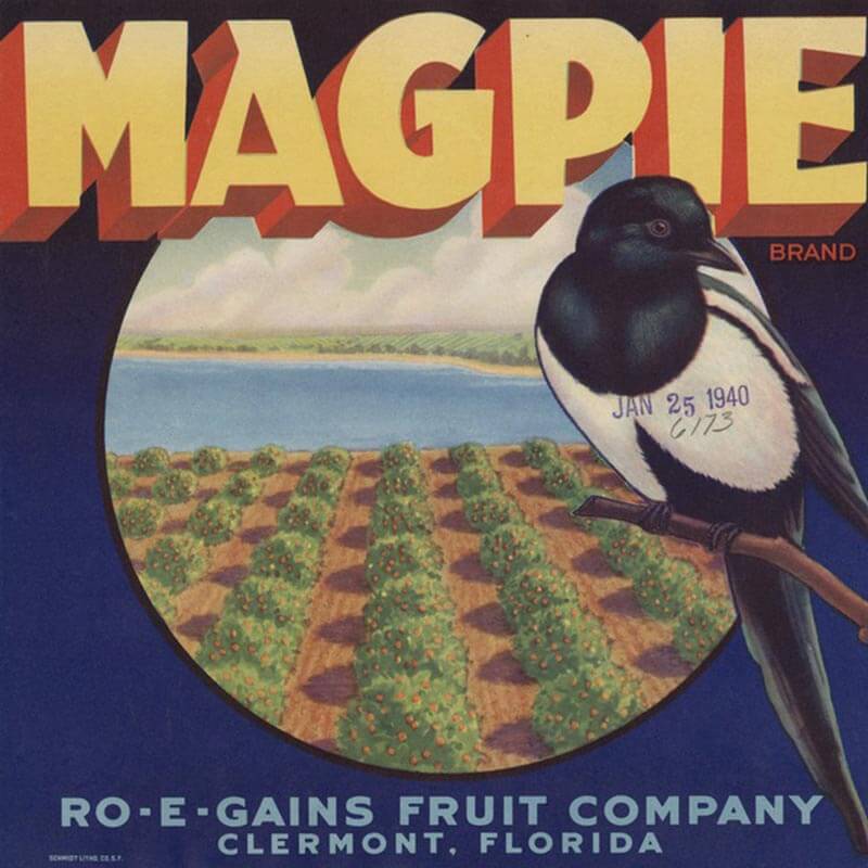 An illustrated Magpie brand citrus label with blue background, yellow letters and a black and white magpie bird perched over an orange grove.