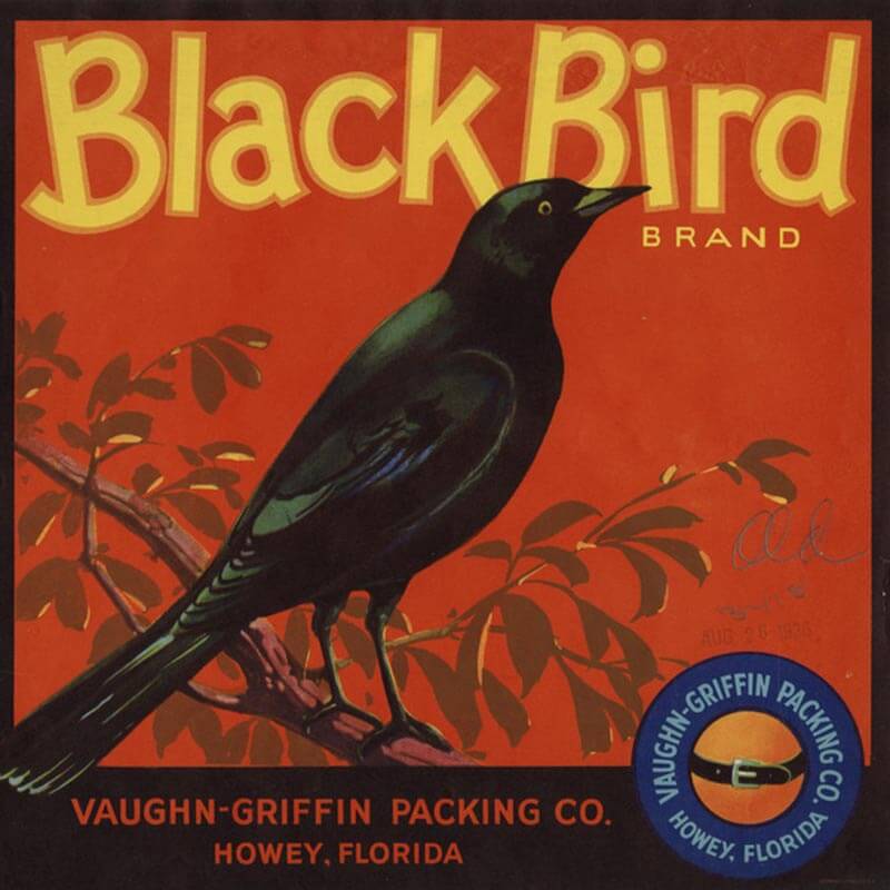 An illustrated Black Bird brand citrus label is red with yellowing lettering. A large black bird is centered on the label. 