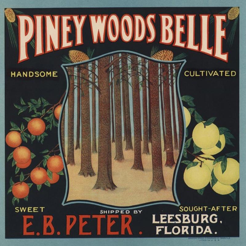An illustrated Piney Woods Belle brand citrus label is black with imagery of pine trees and orange and yellow orange branches.