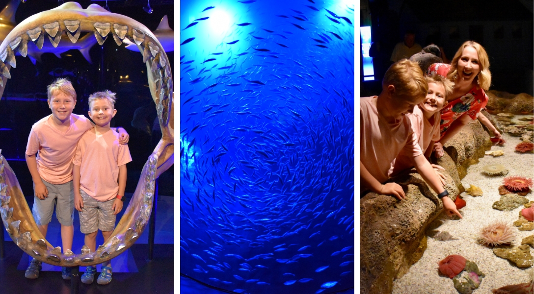 Two little boys pose in a mouth display, a school of fish circles in a tank, and a mother and her two sons look at sea anemones at Johnny Morris' Wonders of Wildlife National Museum & Aquarium in Springfield, Missouri.