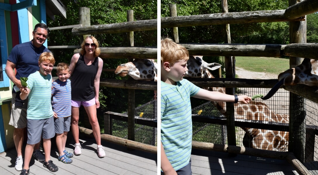 A father, a mother, and their two sons pose with a giraffe at the Dickerson Park Zoo in Springfield, Missouri, a little boy feeds a giraffe at the Dickerson Park Zoo in Springfield, Missouri